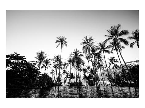 Trees palm black and white photo recommend dress in summer in 2019 Trees palm black and white photo recommend to wear for everyday in 2019